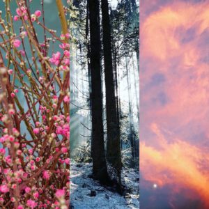 Three vertical panels show pink blossoms on branches, tall trees in a snowy forest with sunlight, and an orange-pink cloudy sky—an ambiance as serene as a relaxing massage therapy session. - Pure Salon Spa, KY
